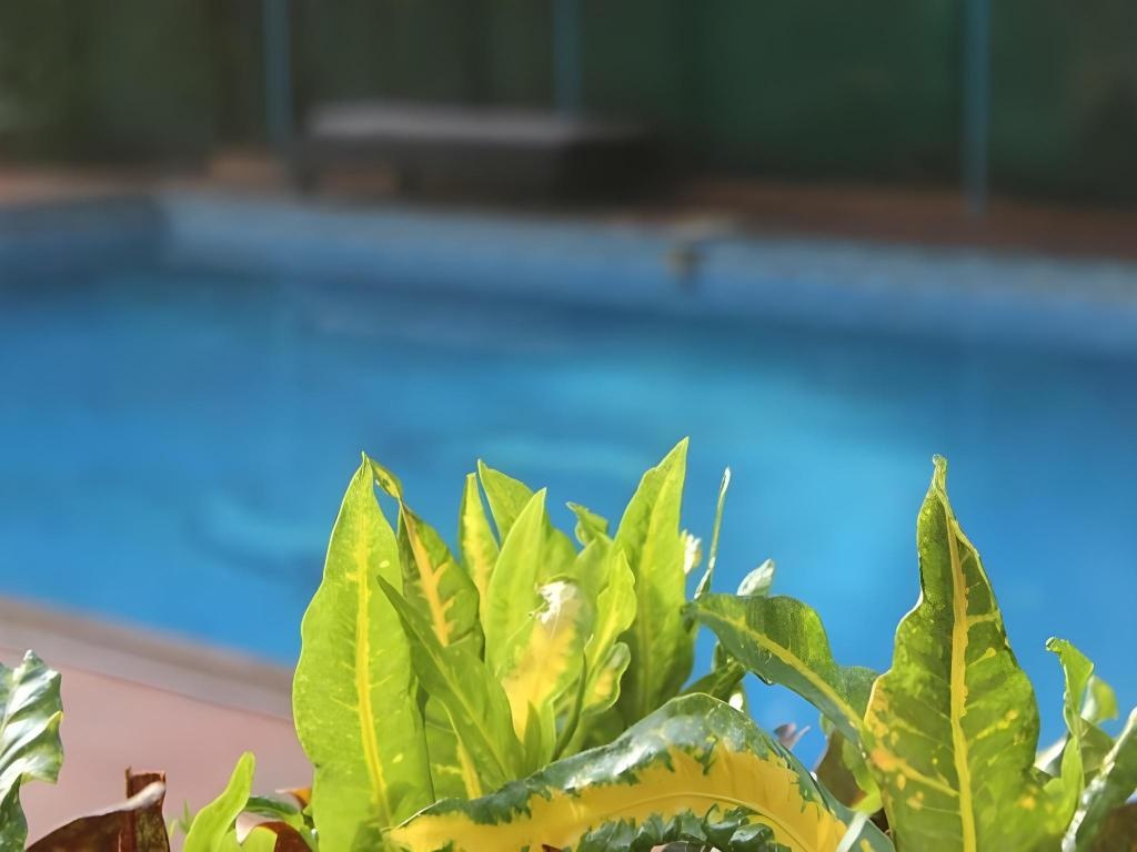 Amigo Plaza Hotel  Facilities  Swimming Pool 6