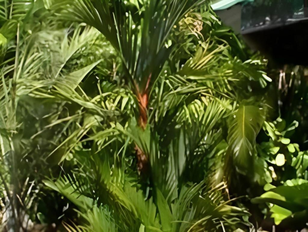 Pasefika Inn  Facilities  Surrounding Environment 9