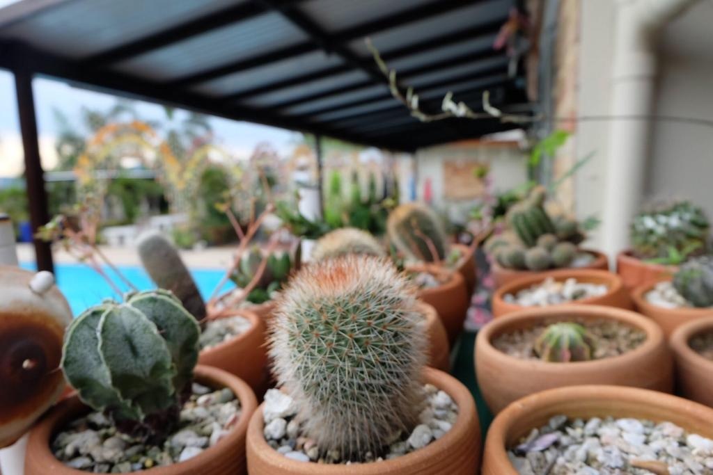 One D HomestayfacilitiesGarden50